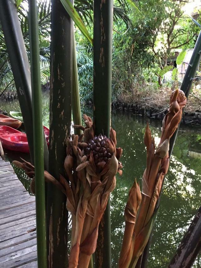 Baan Glangsuan Bang Kobua Hotel Bang Chak Exterior foto